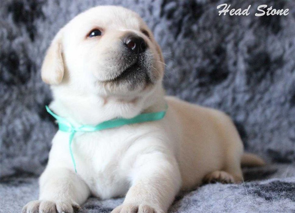 Щенки Лабрадора ретривера