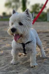 West Highland white terrier - reproduktor