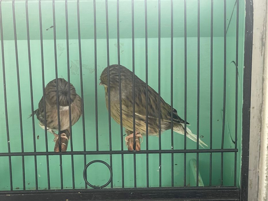 Canarios Gloster Fancy