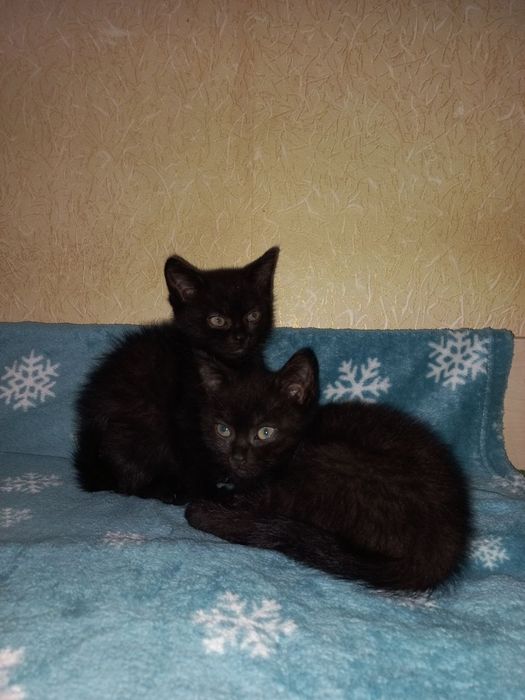 Продам котят шотланци,