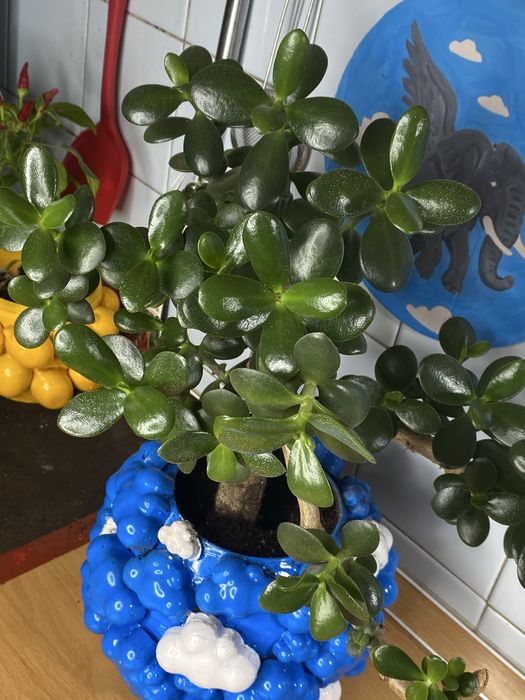 Денежное дерево, Толстянка крассула