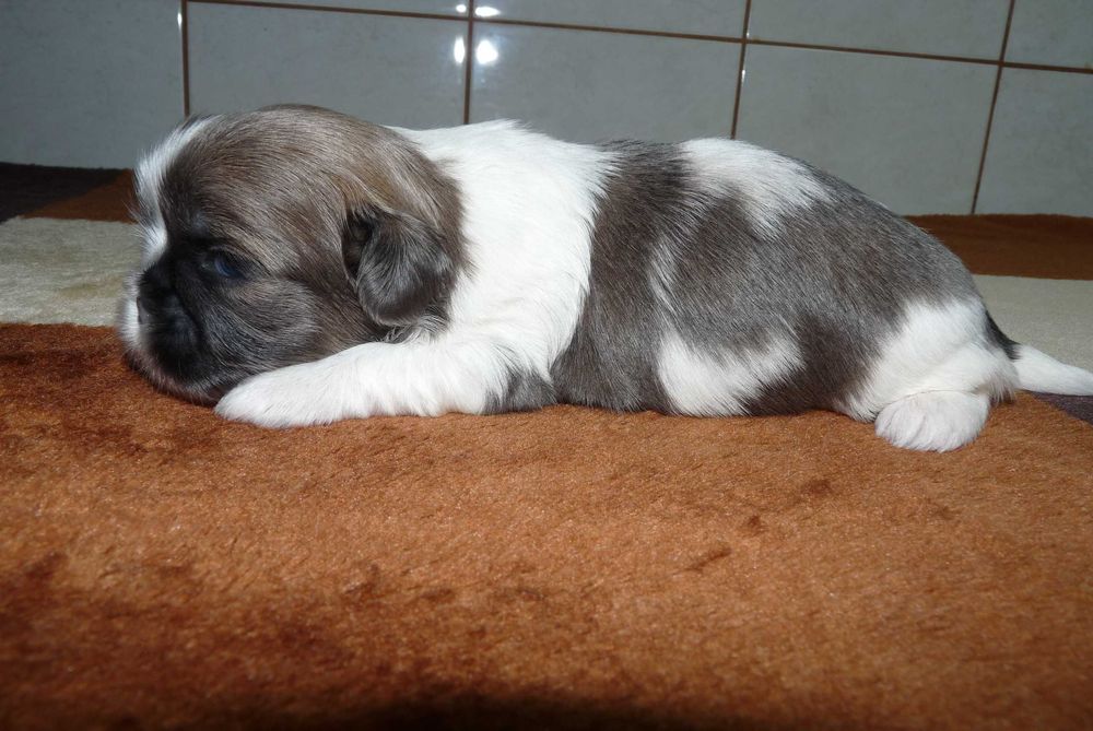 Shih Tzu, suczka Lucy do odbioru od 24 grudnia.