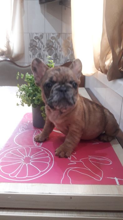 Французский бульдог