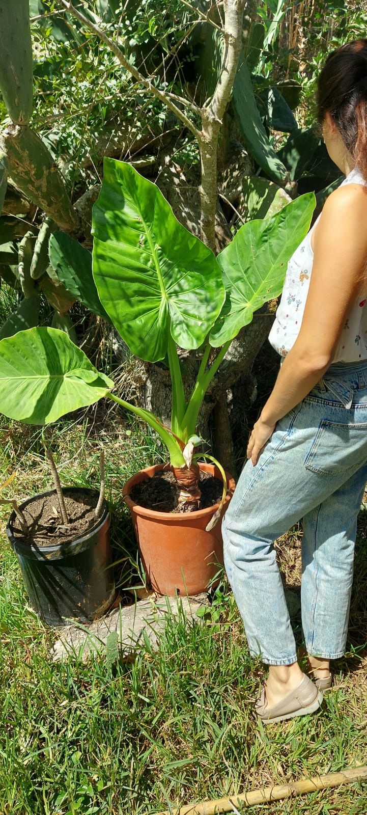 Alocasia 50cm em vaso - Planta de interior ou exterior