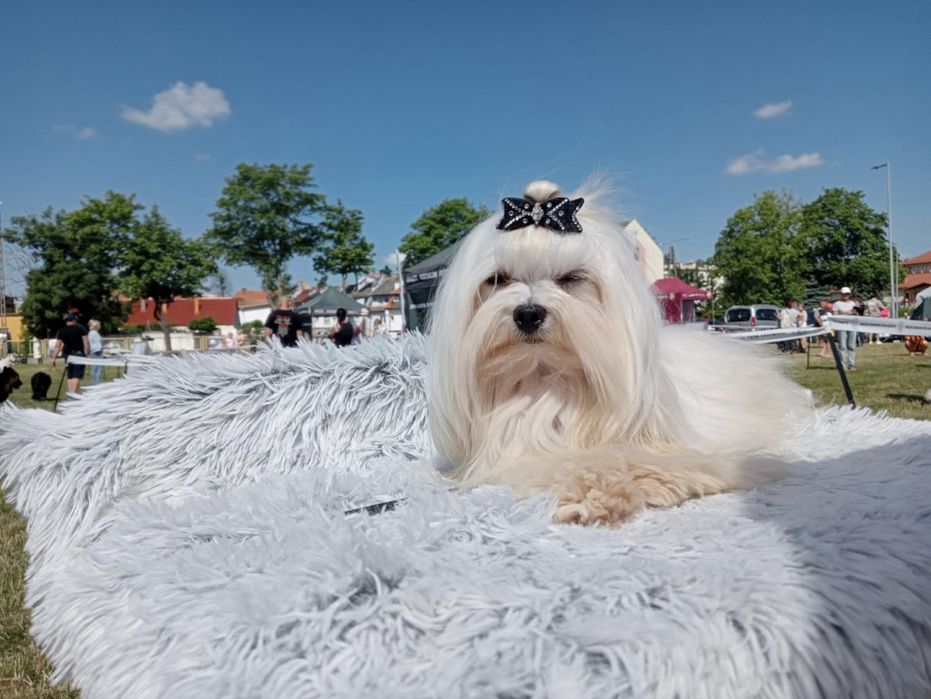 Śliczny Piesek maltańczyk - tata Champion/mama medalistka