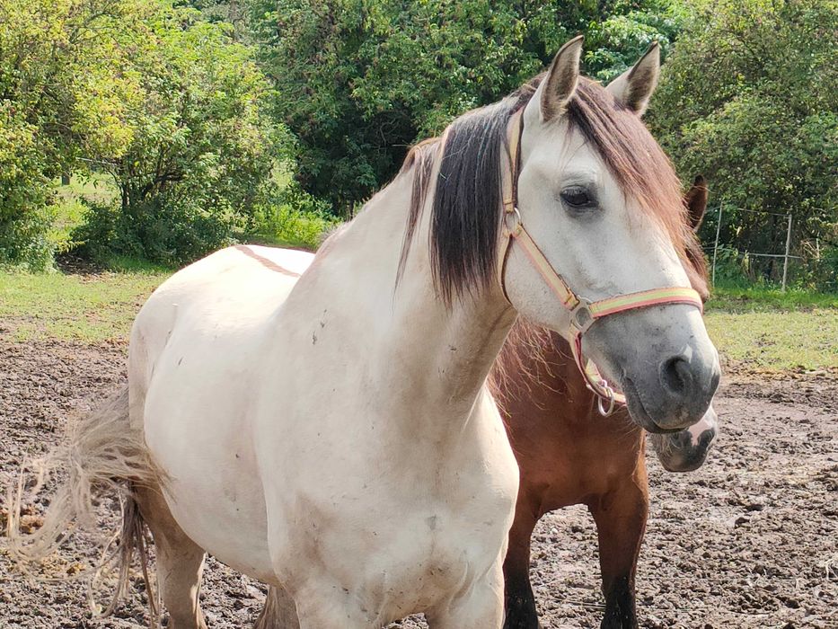 Koń lusitano wyjątkowe umaszczenie bułany