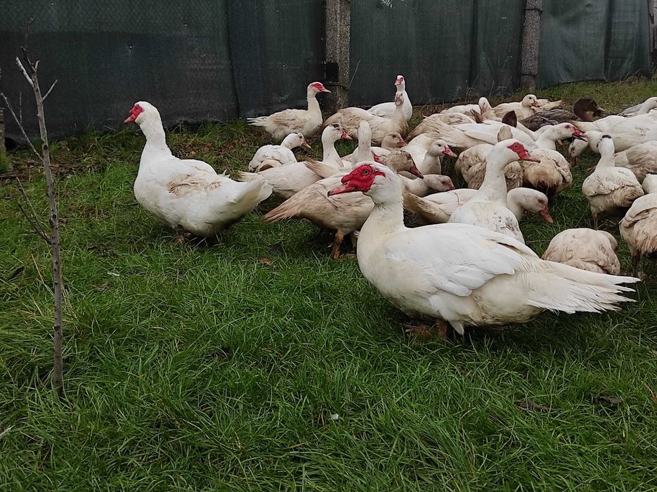 Мускусні качки важка лінія німецька селекція, молодняк та дорослі