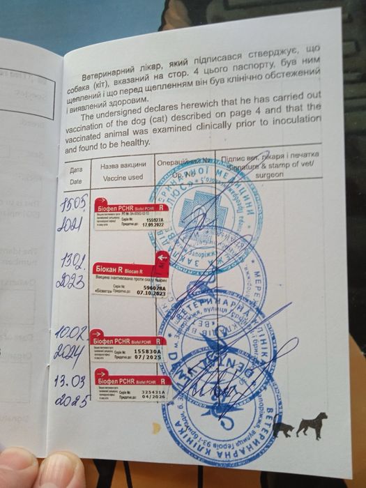 Віддам кішечку в дуже хороші руки (з доплатою)