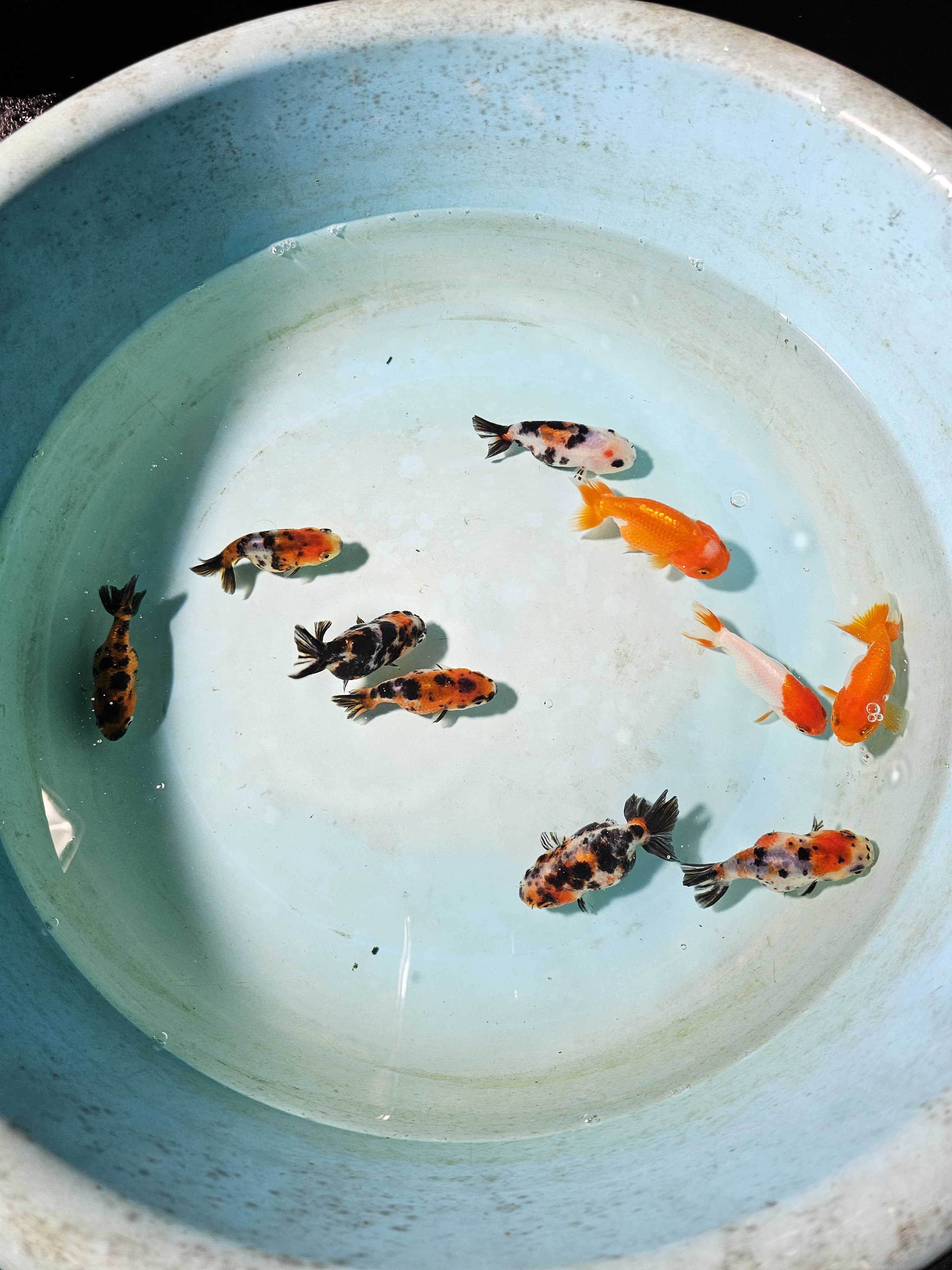 Orandas ranchu 8cm