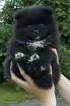 Szpic miniaturowy / pomeranian