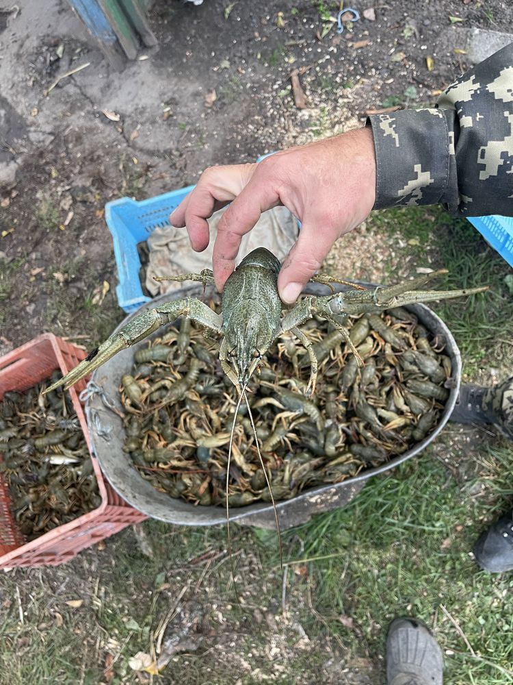 Живі та варені Раки в наявнсоіт!