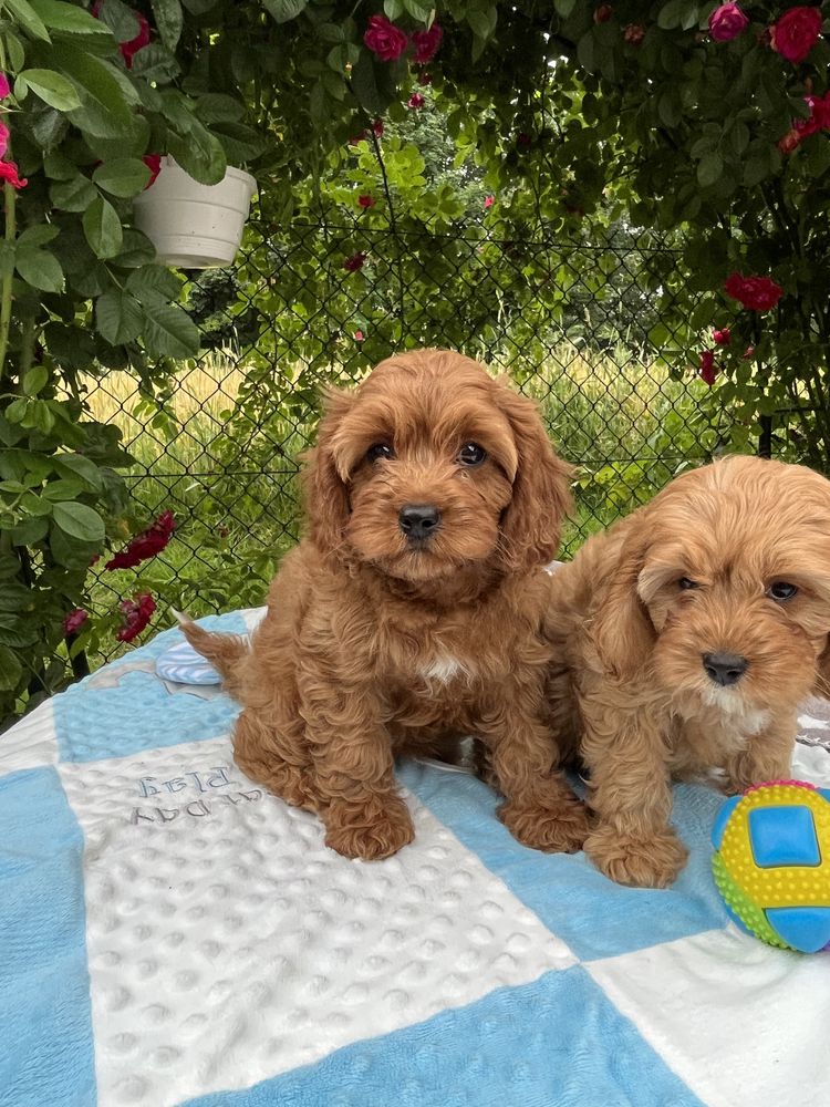 Cavapoo pudel&cavalier juz do odbioru
