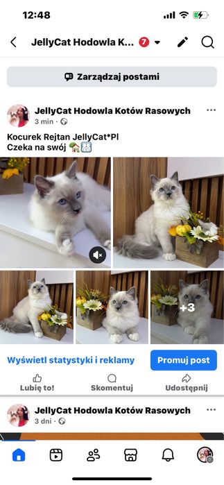 Ragdoll kocurek, rodowod FPL.