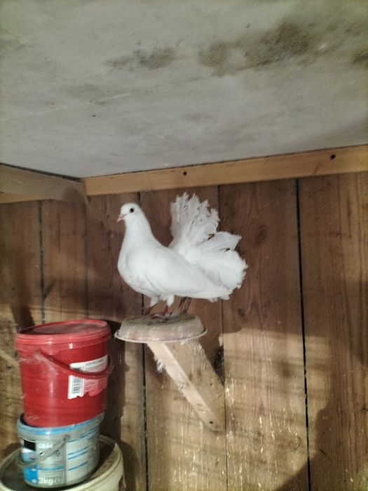 Gołębie ozdobne pawiki,  mewki, ogonki, orliki, winerki