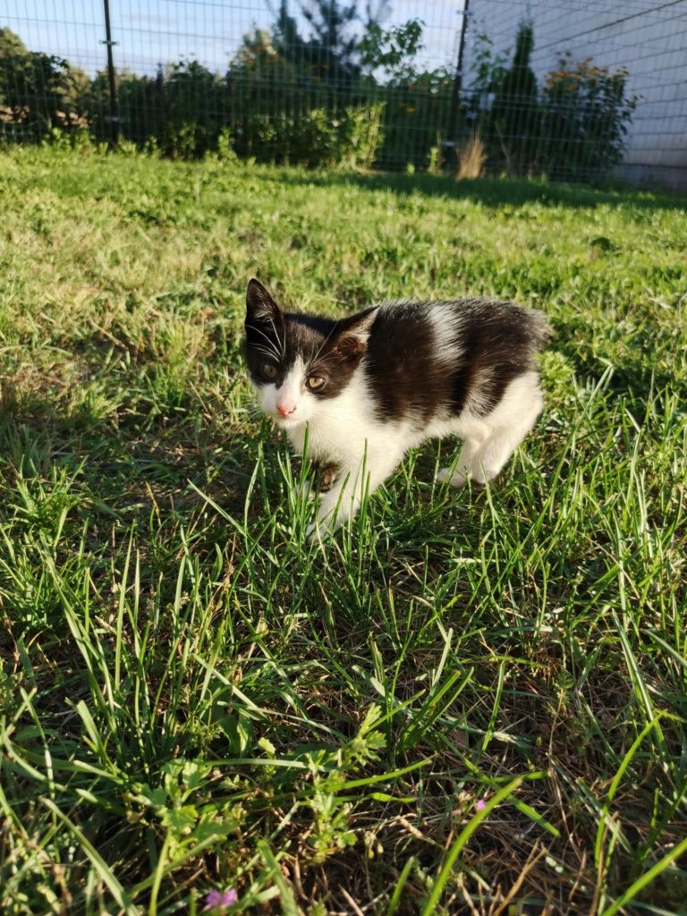 Oddam dwa małe kotki