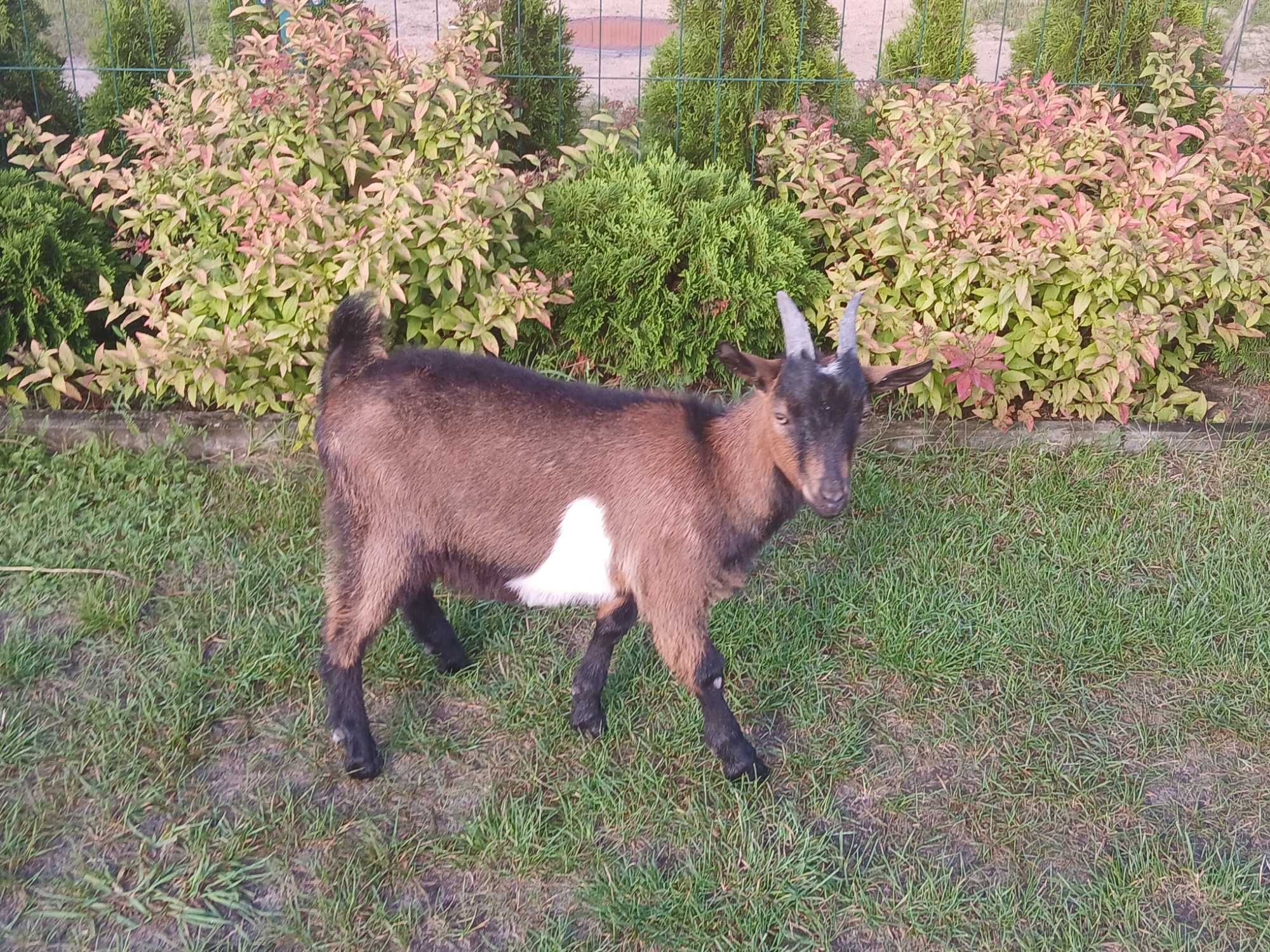 Sprzedam koziolka