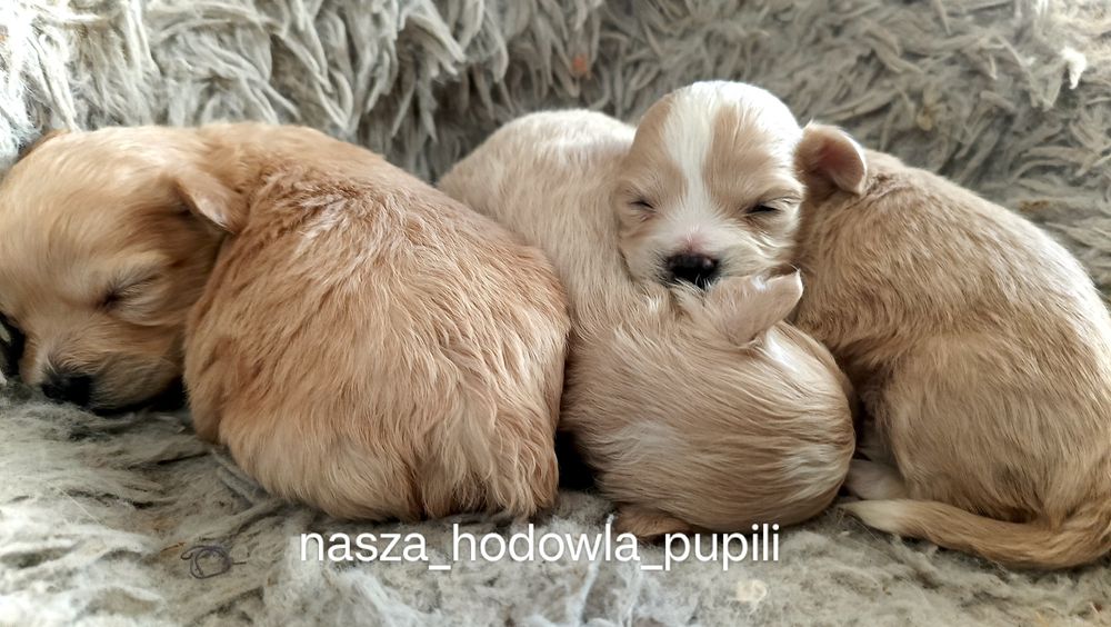 Maltipoo ze sprawdzonej hodowli