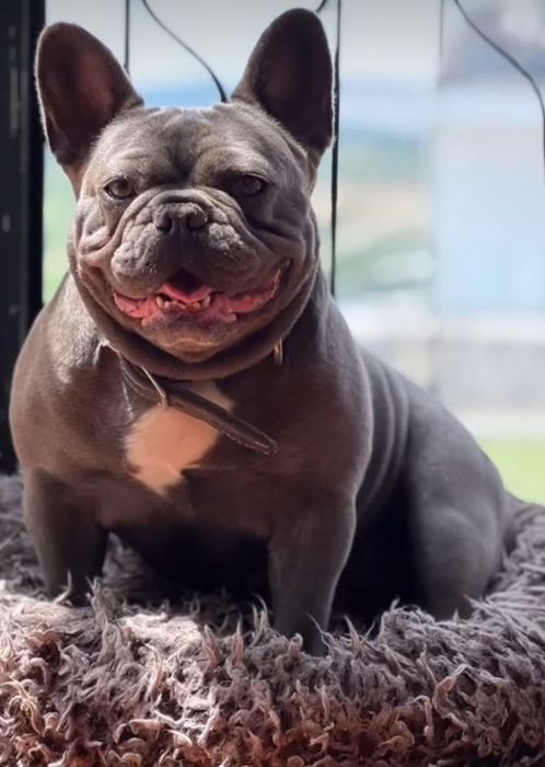 buldogue francês

Par de Bulldogs Franceses para Venda