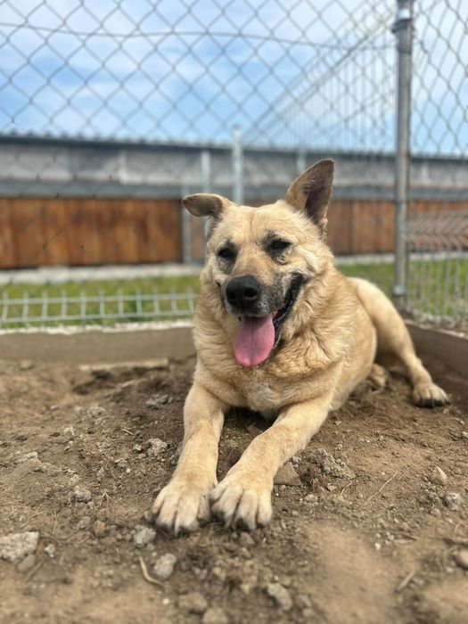 Pokochaj cudownego Astona
