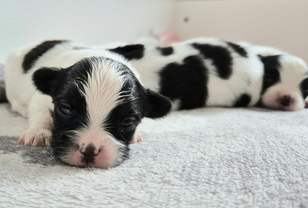 PAPILLON szczeniak ZKwP/FCI spaniel kontynentalny miniaturowy