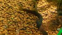 Piskorek Czarny Ryby akwariowe
