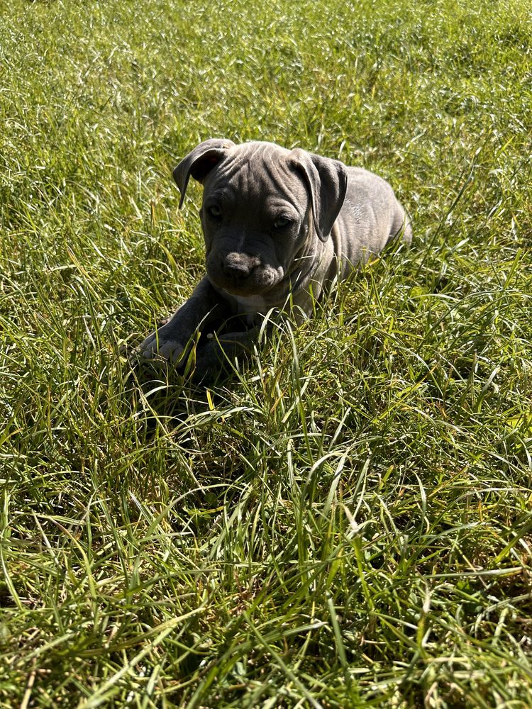 American Staffordshire Terrier