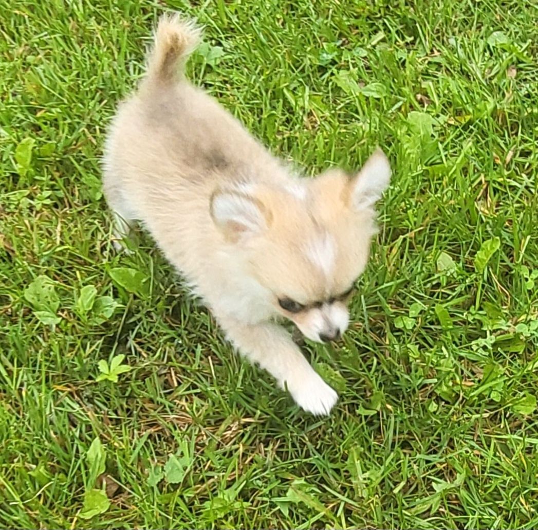 Chihuahua piesek