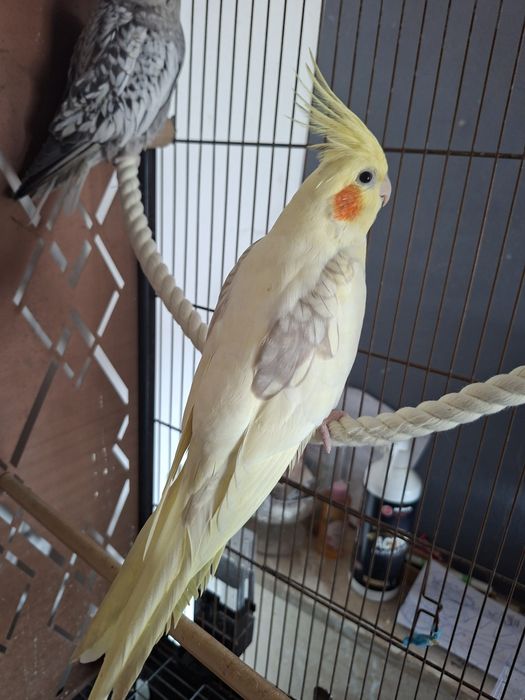 Gaiola com caturras domesticadas