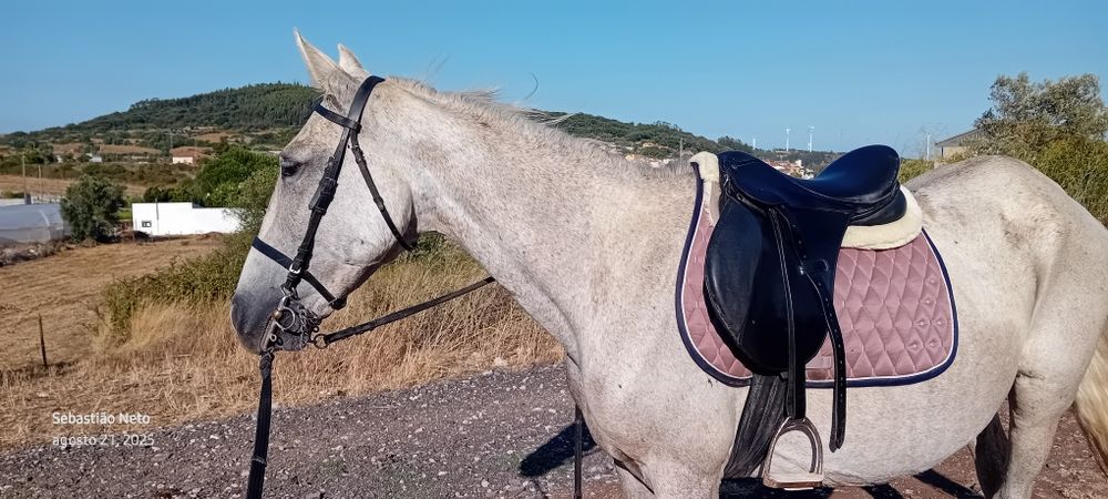 Egua lusitana montada