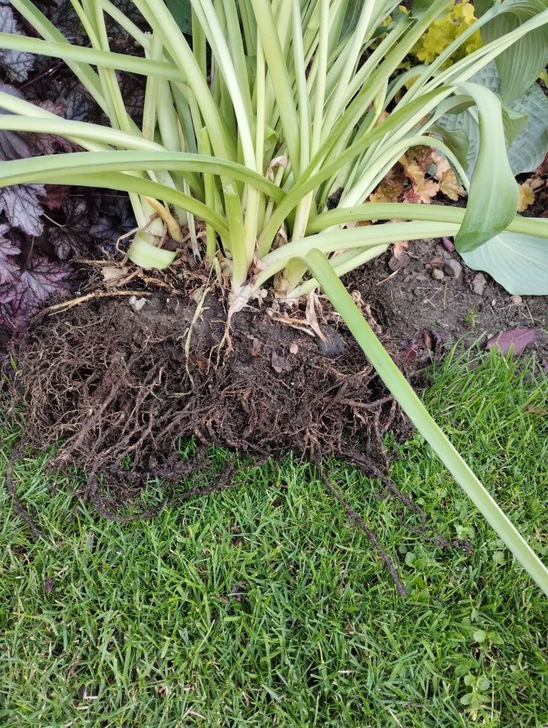 Hosta Funkia ogromna