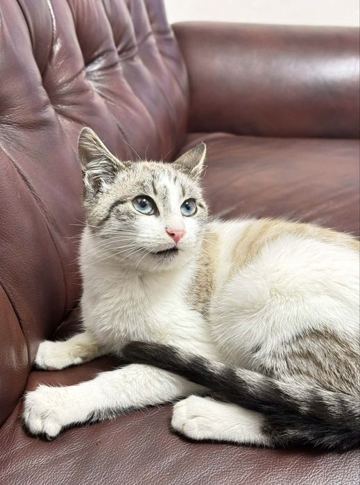 Шиаарний котик камтрований 4 міс