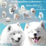 Szczeniątko samoyed, lato ostatnia rezerwacja