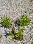 Plantas Bulbine frutescens