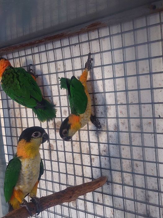 Marianinhas cabeça preta