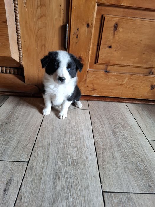 Piesek border collie