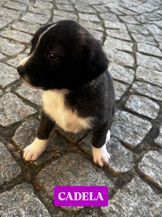 Filhote - Pequena cadelinha à procura de uma família de verdade