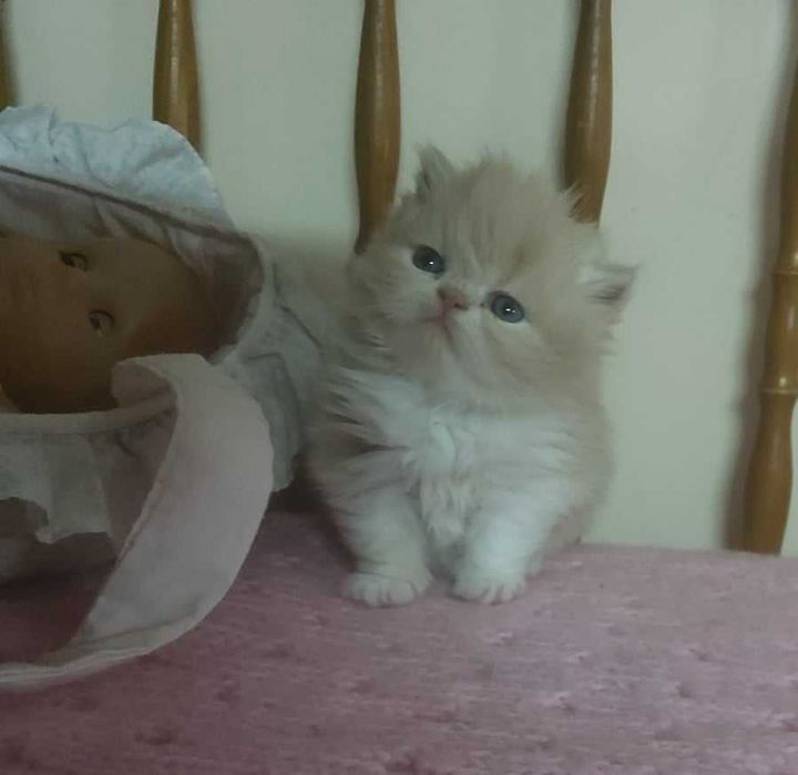 Gatinho persa muito dócil