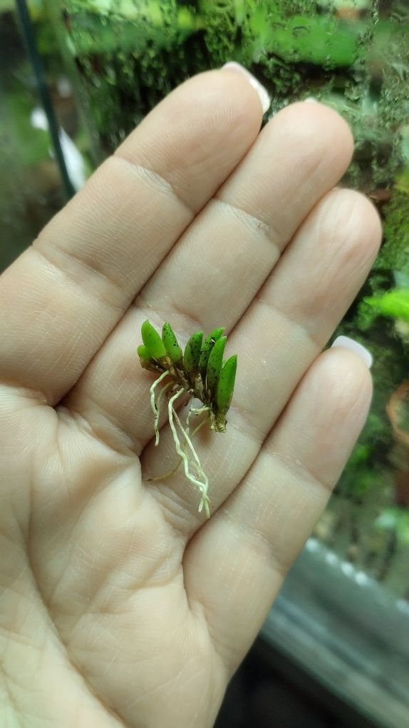 Мікроорхідея pleurothallis leptotifolia