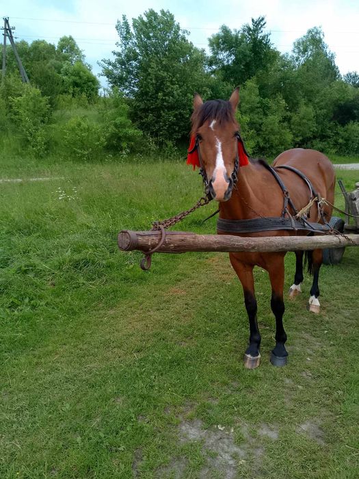 Продається кобила!