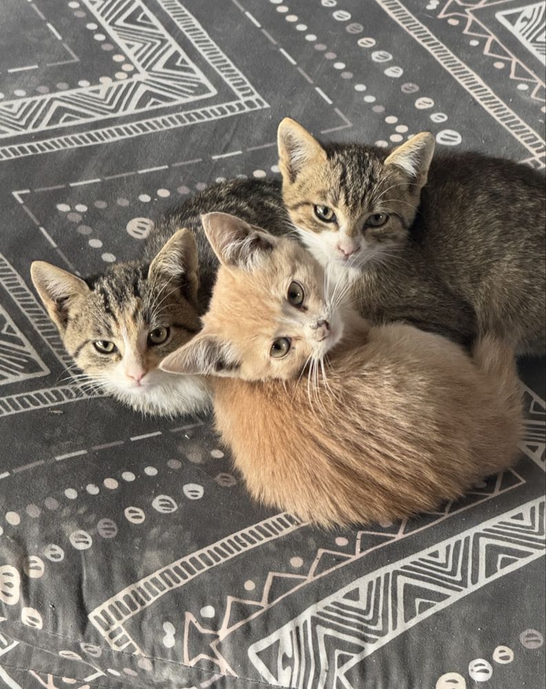 БЕЗКОШТОВНО!Кошенята(2міс)