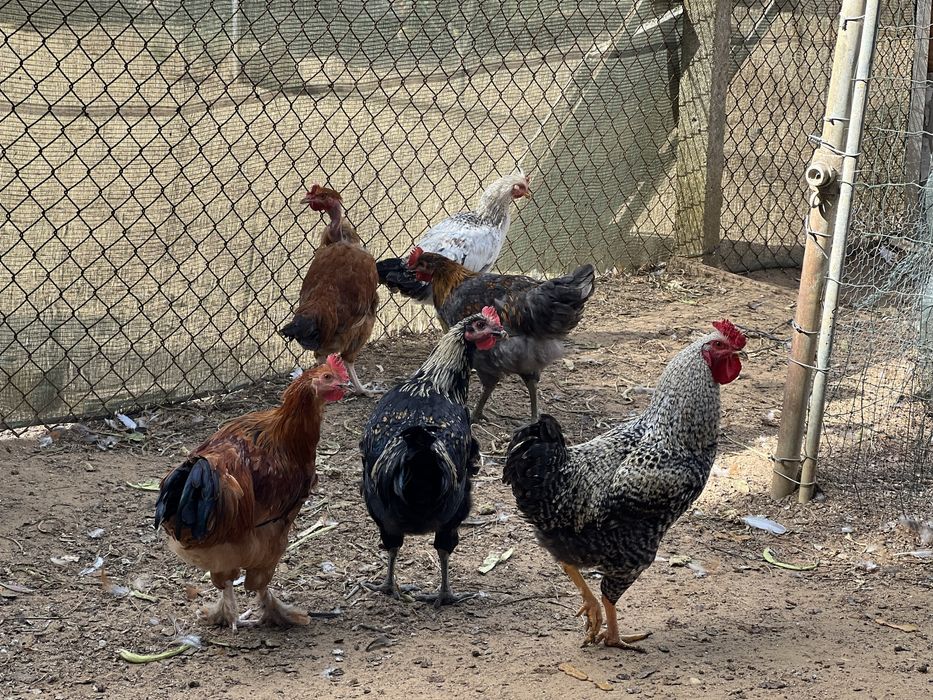 Galos e frangos caseiros