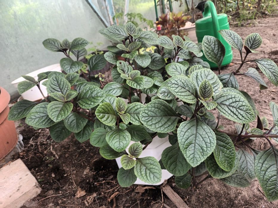 Komarzyca Nico odstraszacz komarów