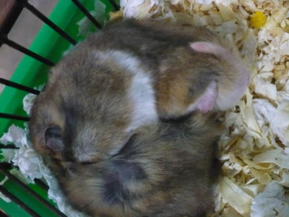 Chomiki syryjskie , dżungarskie i Roborowskiego