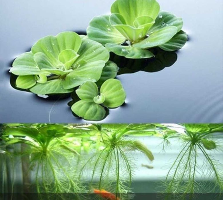 Planta flutuante aquatica Aquario ou Lago