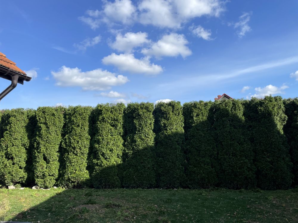 Wycinka, przycinanie drzew / porzadkowanie działek, przycinanie tui