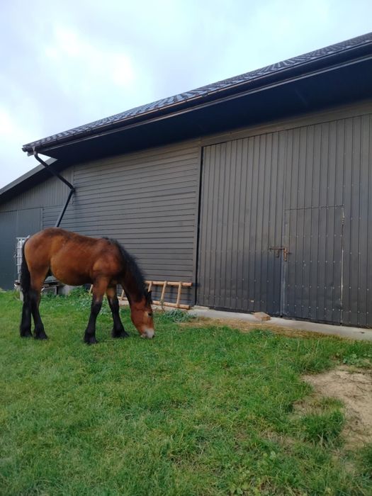 Sprzedam klacz zimnokrwista