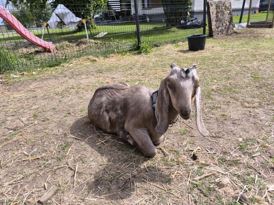 Kozy 100% anglonubijskie 4 capy