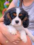 Cavalier King Charles Spaniel ZKwP FCI