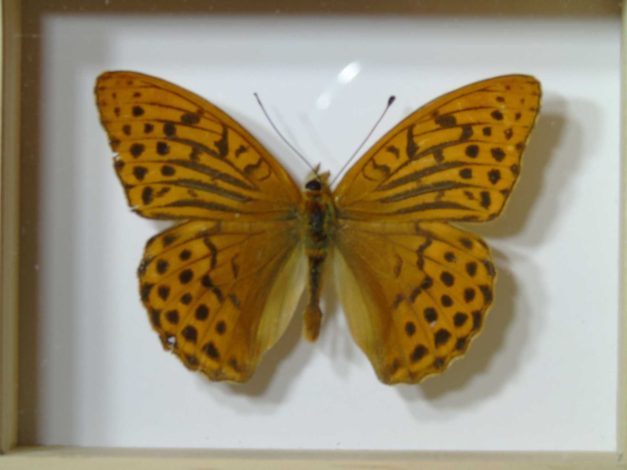 Motyl w ramce 10x8 cm Argynnis paphia - 60 mm .