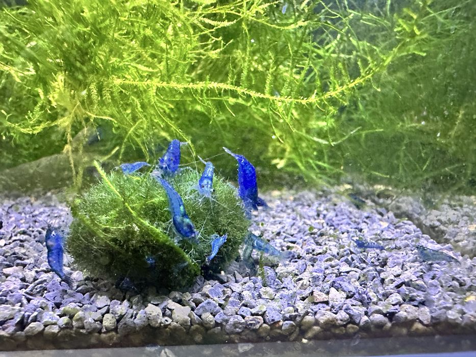 Neocaridina blue dream